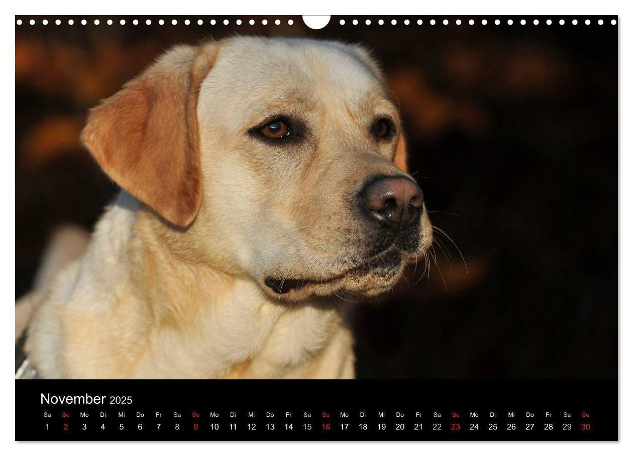 Bild: 9783435761319 | Labrador Retriever 2025 (Wandkalender 2025 DIN A3 quer), CALVENDO...