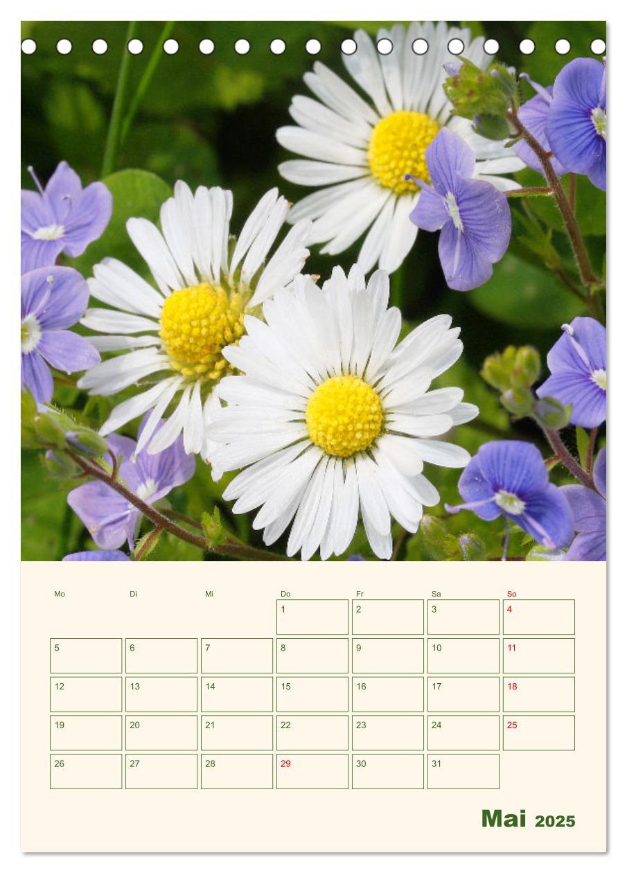 Bild: 9783435929559 | Verträumte Gänseblümchen (Tischkalender 2025 DIN A5 hoch), CALVENDO...