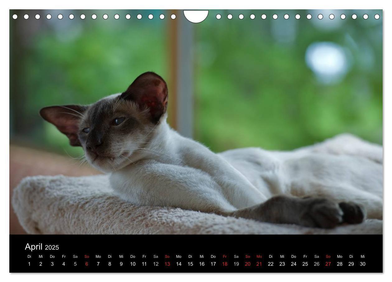 Bild: 9783435730070 | Orientalische Katzen (Wandkalender 2025 DIN A4 quer), CALVENDO...