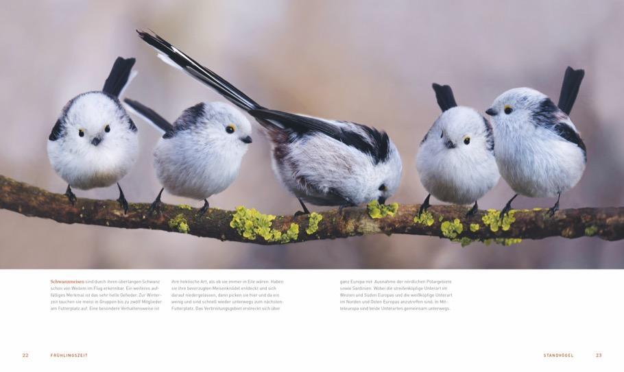 Bild: 9783954163410 | Ein Garten voller Vögel | Heinz Schmidbauer (u. a.) | Buch | Deutsch