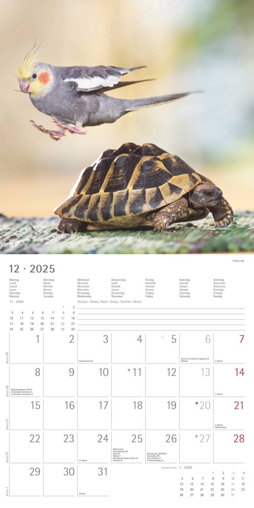 Bild: 4251732340780 | Alpha Edition - Tierfreundschaften 2025 Broschürenkalender,...