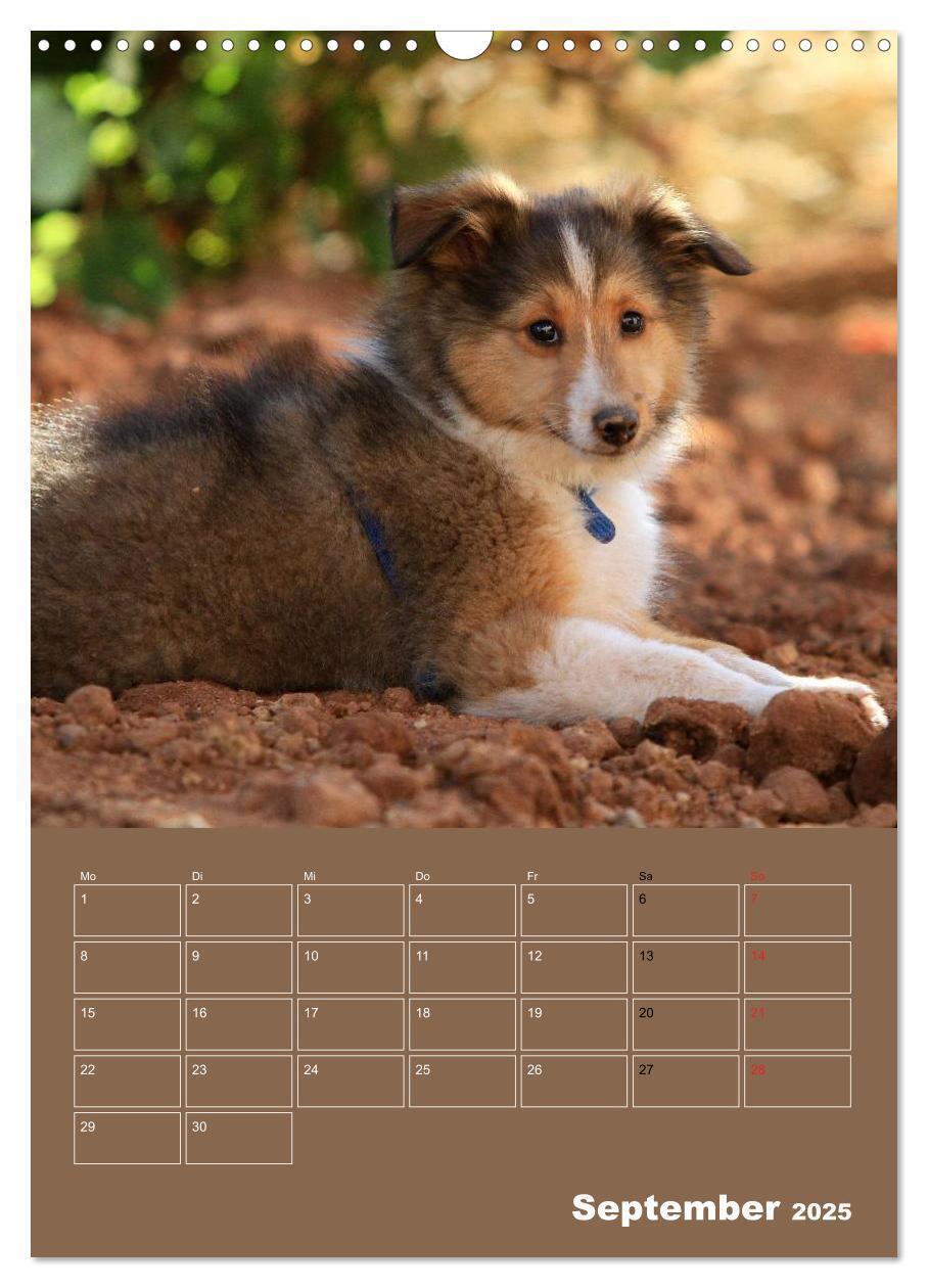 Bild: 9783457012932 | SHELTIES Herzensbrecher auf 4 Pfoten (Wandkalender 2025 DIN A3...