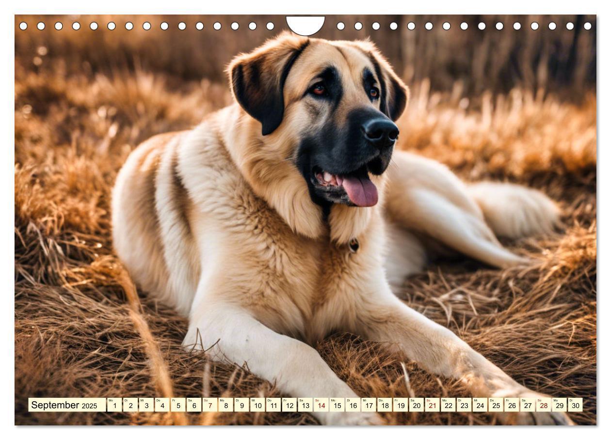 Bild: 9783457130636 | Kangal - der starke Herdenschutzhund (Wandkalender 2025 DIN A4...