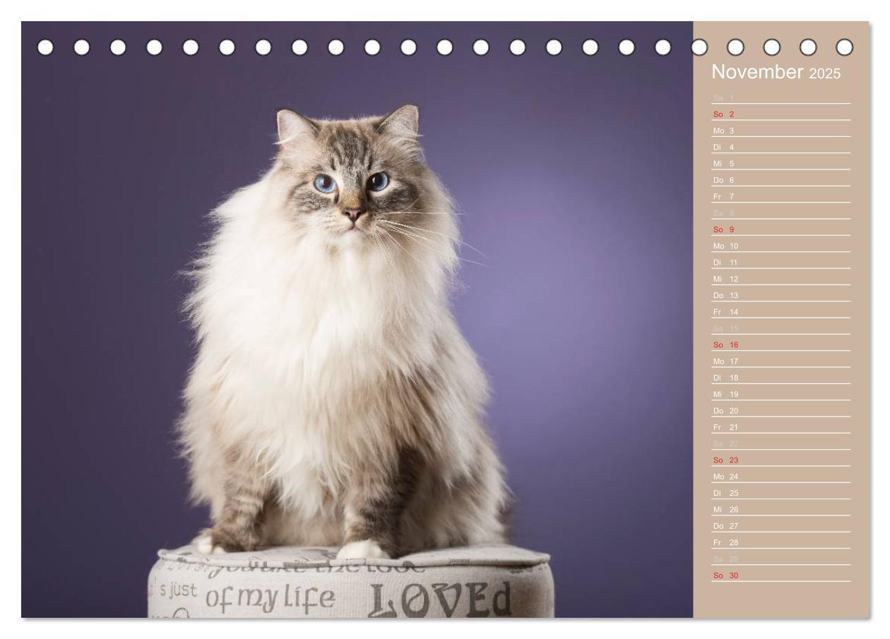 Bild: 9783435723751 | Zauberhafte Ragdolls / Geburtstagskalender (Tischkalender 2025 DIN...