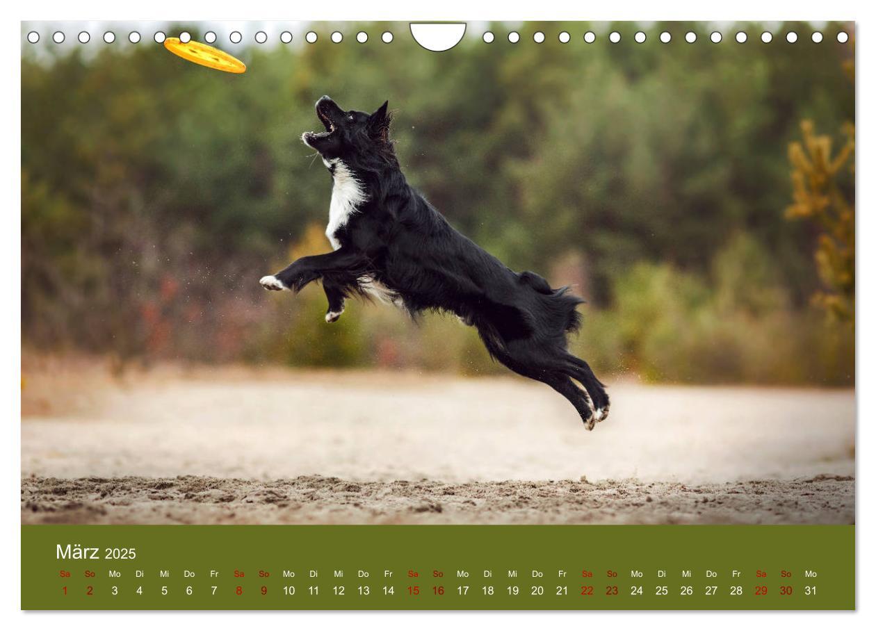 Bild: 9783435233502 | Australian Shepherd - Vielfalt in einer Rasse (Wandkalender 2025...