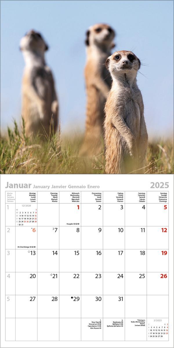 Bild: 9783731875666 | Erdmännchen 2025 | Verlag Korsch | Kalender | 13 S. | Deutsch | 2025