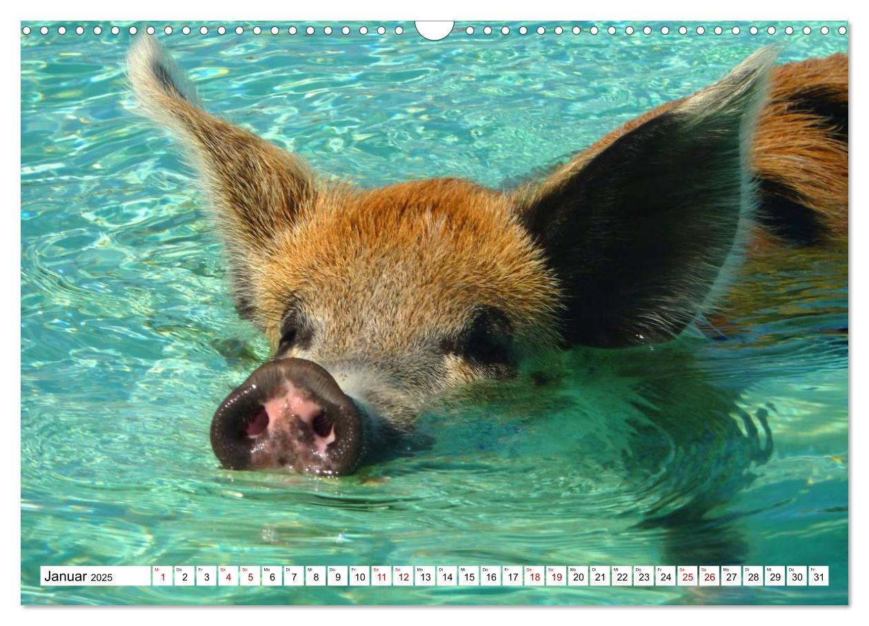 Bild: 9783435421169 | Schweine im Dauerurlaub auf den Bahamas! (Wandkalender 2025 DIN A3...