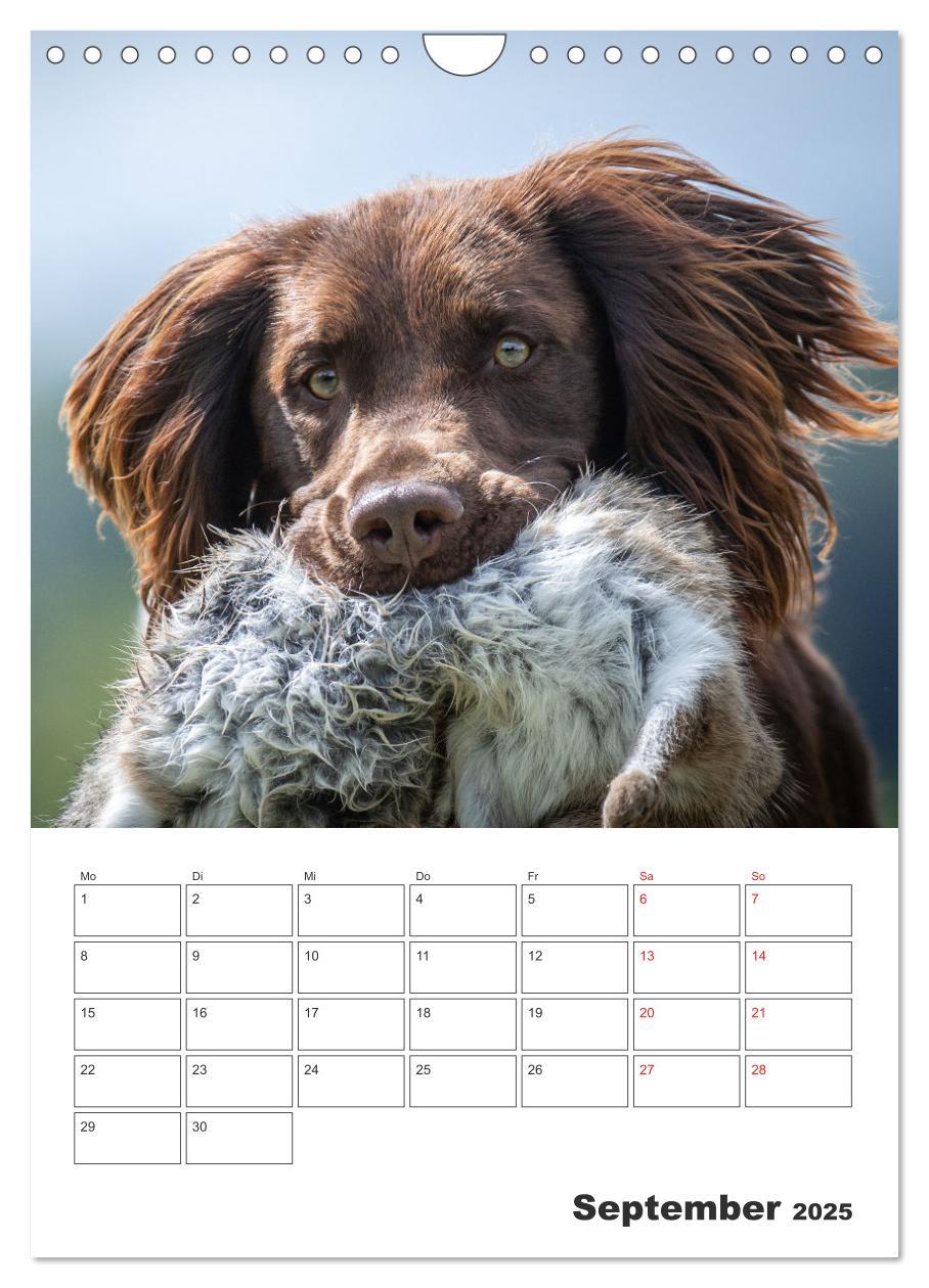 Bild: 9783457163382 | Geboren um zu Jagen. Der kleine Münsterländer (Wandkalender 2025...