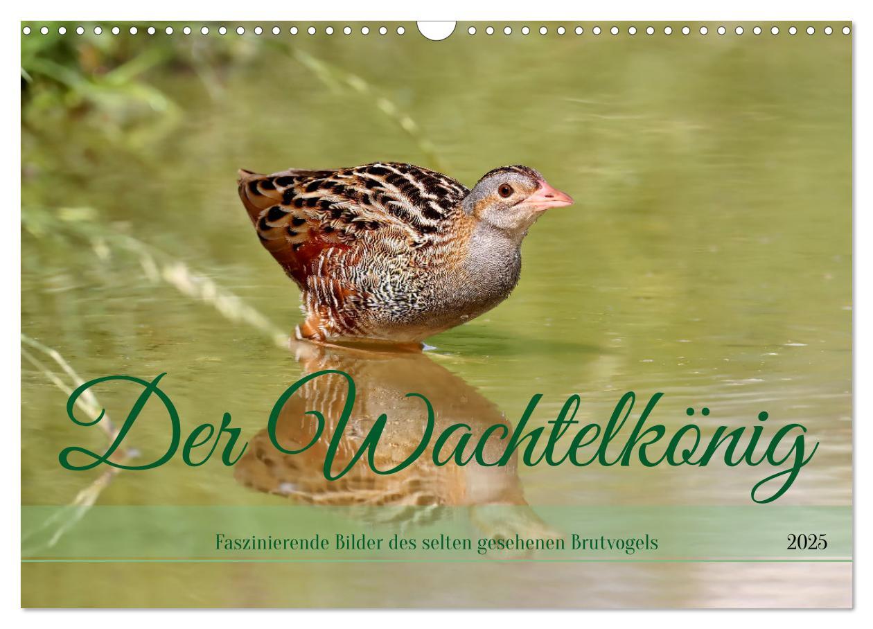 Cover: 9783383859410 | Der Wachtelkönig (Wandkalender 2025 DIN A3 quer), CALVENDO...