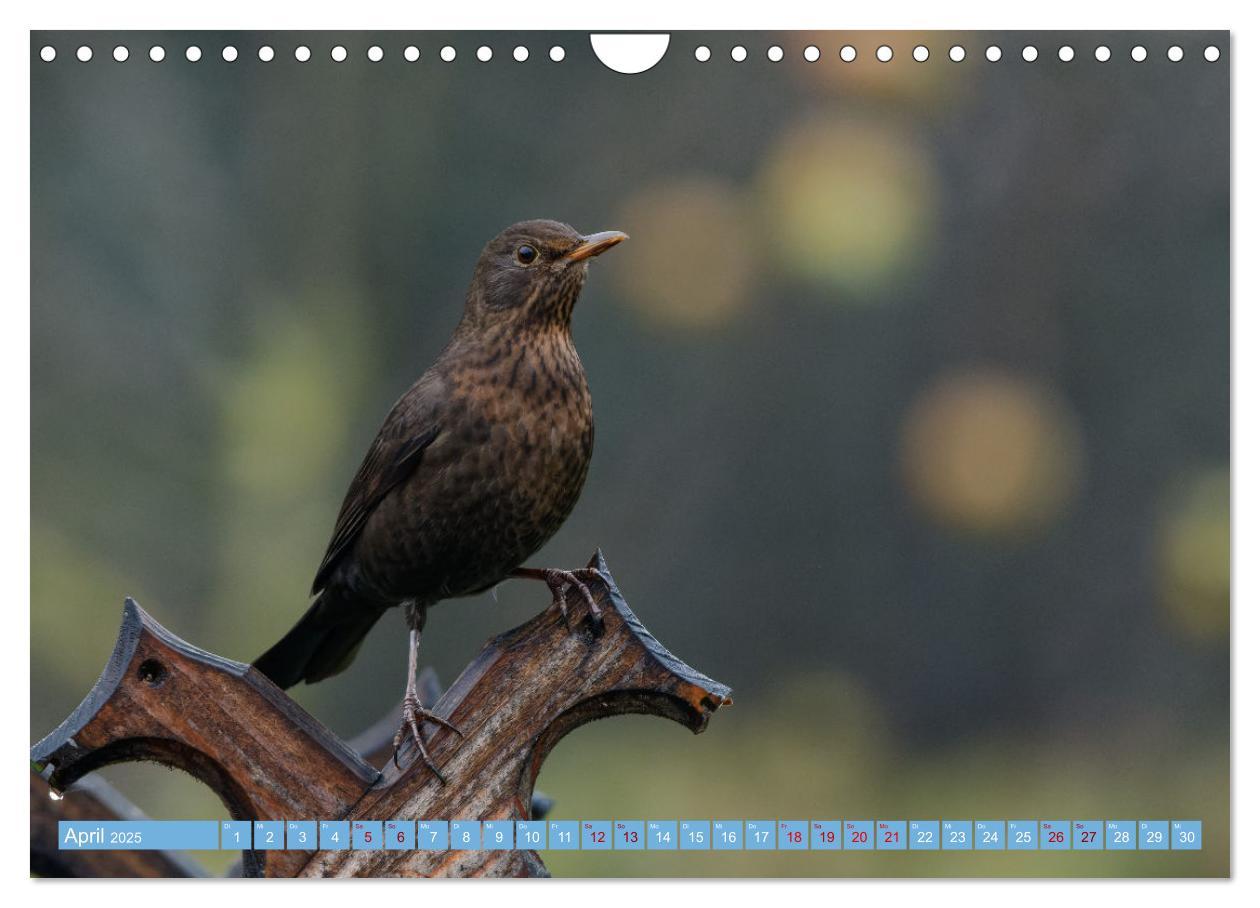 Bild: 9783435026302 | Amsel - Schwarzdrossel fotografiert von Ostfriesenfotografie...