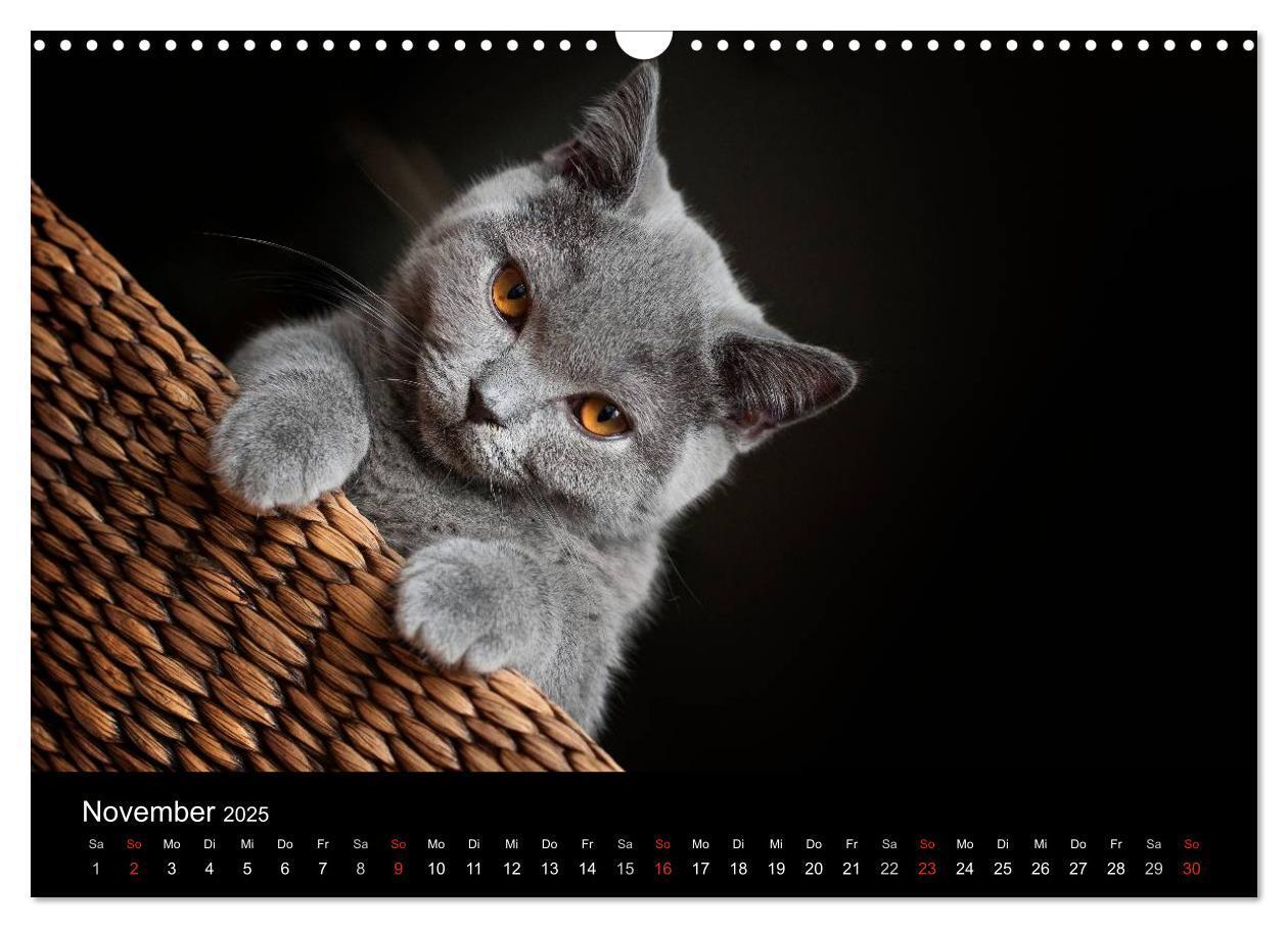 Bild: 9783435739226 | Bärige Schmusetiger - Britisch Kurzhaar / CH-Version (Wandkalender...