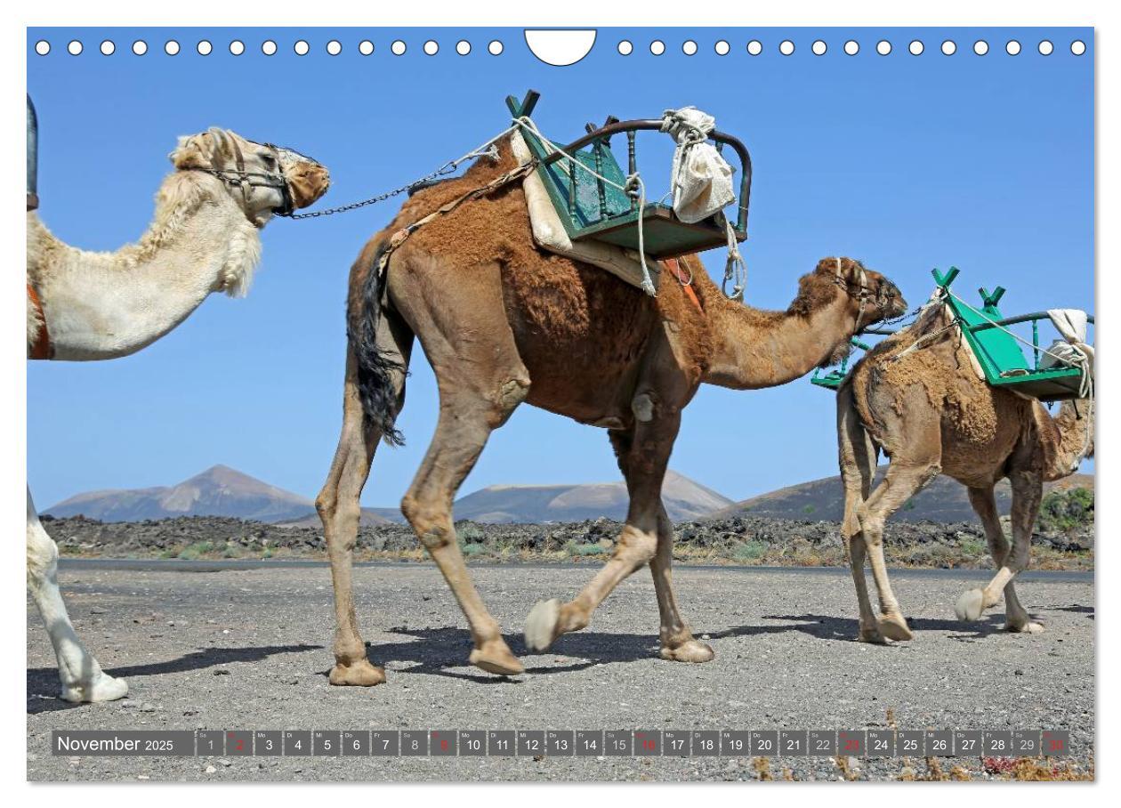 Bild: 9783435813247 | Urlaub auf Lanzarote (Wandkalender 2025 DIN A4 quer), CALVENDO...