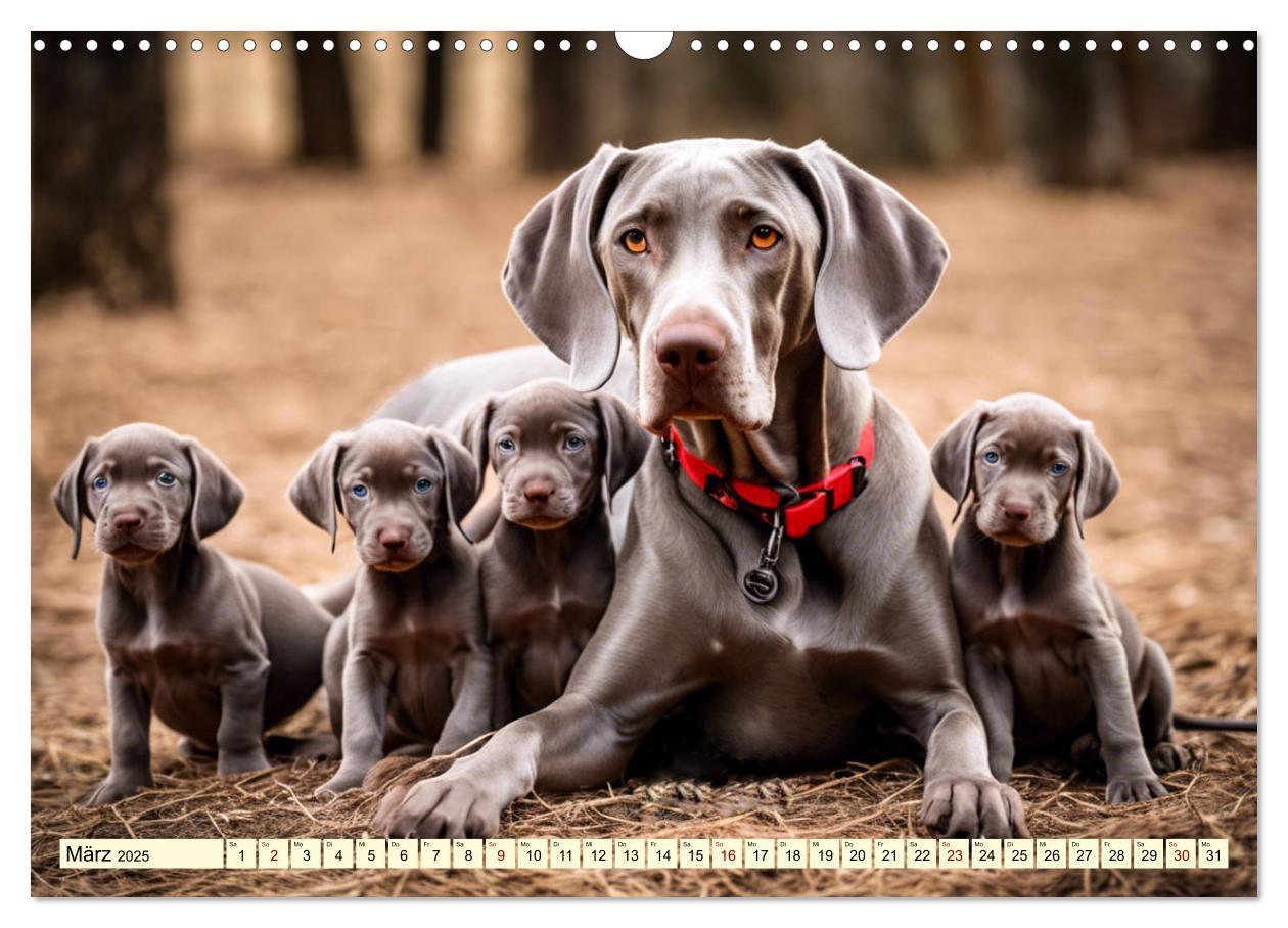 Bild: 9783435979288 | Weimaraner - der ideale Jagdbegleiter (Wandkalender 2025 DIN A3...