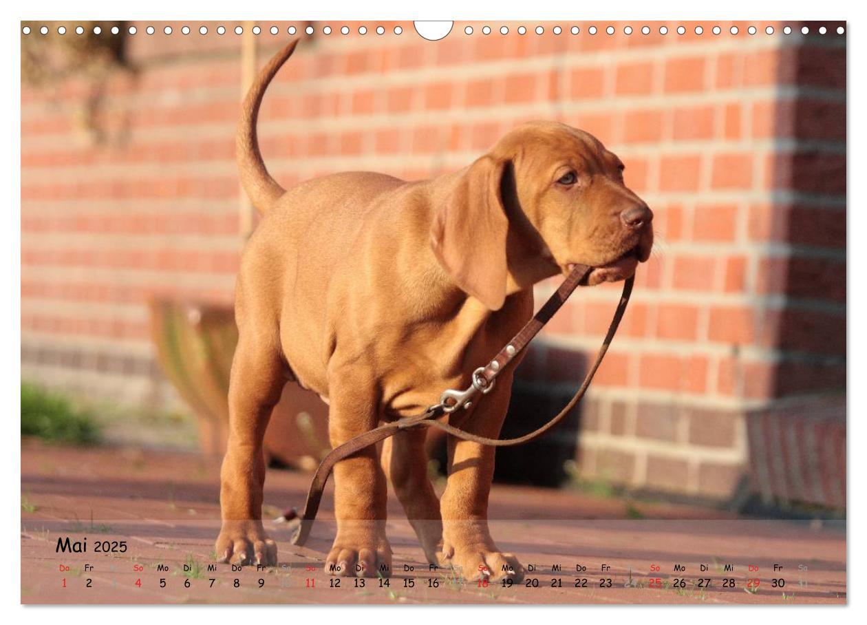 Bild: 9783435630356 | Magyar Vizsla - pure Lebensfreude (Wandkalender 2025 DIN A3 quer),...