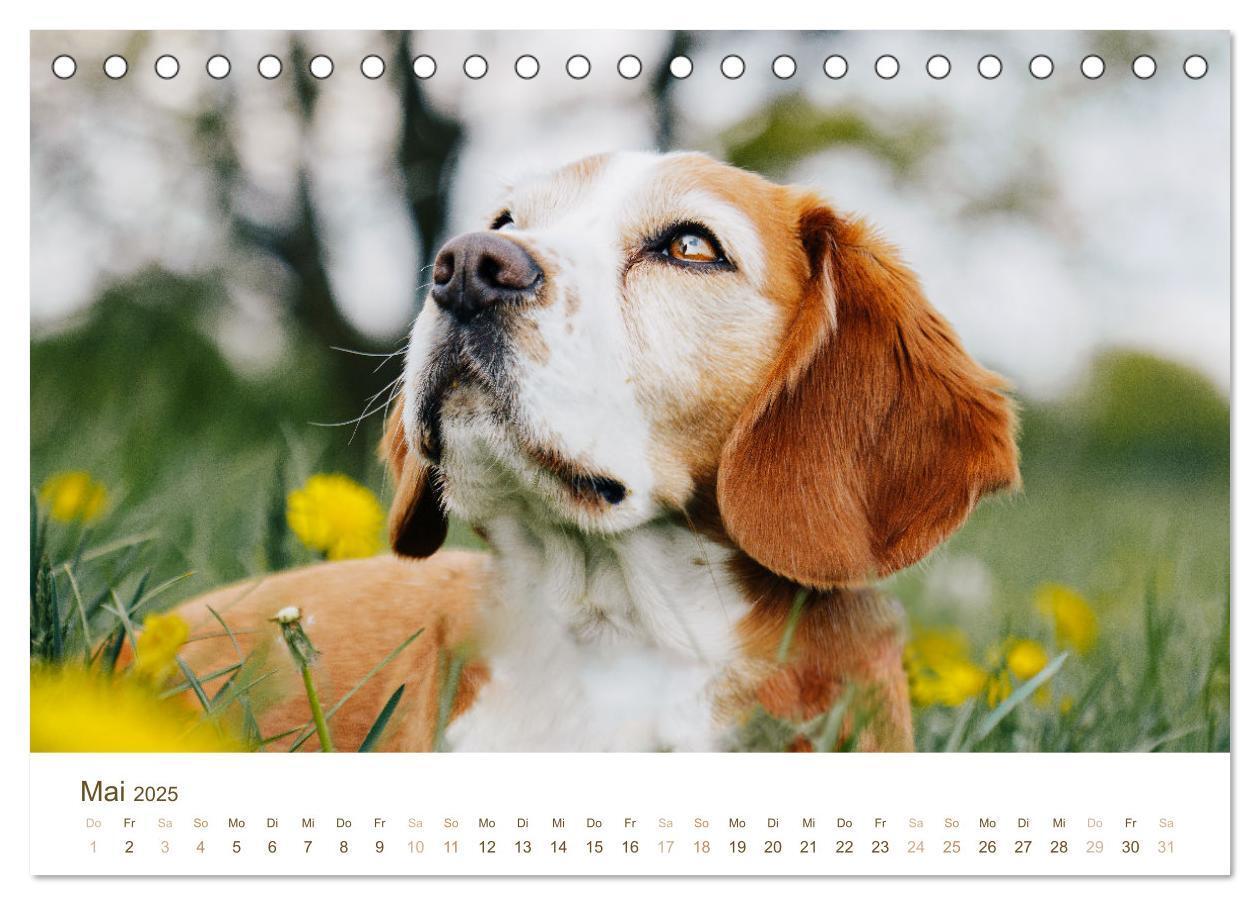 Bild: 9783435016112 | Beagle - Unser treuer Begleiter (Tischkalender 2025 DIN A5 quer),...