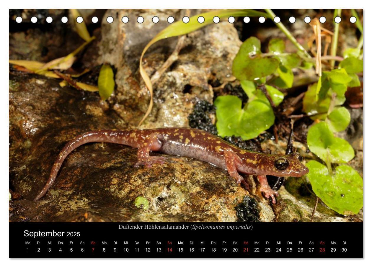 Bild: 9783435771431 | Salamander und Molche (Tischkalender 2025 DIN A5 quer), CALVENDO...