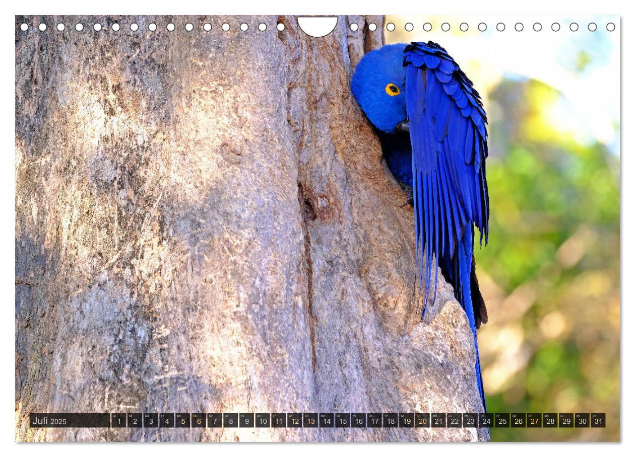 Bild: 9783435123346 | Tiere im Pantanal - viaje.ch (Wandkalender 2025 DIN A4 quer),...