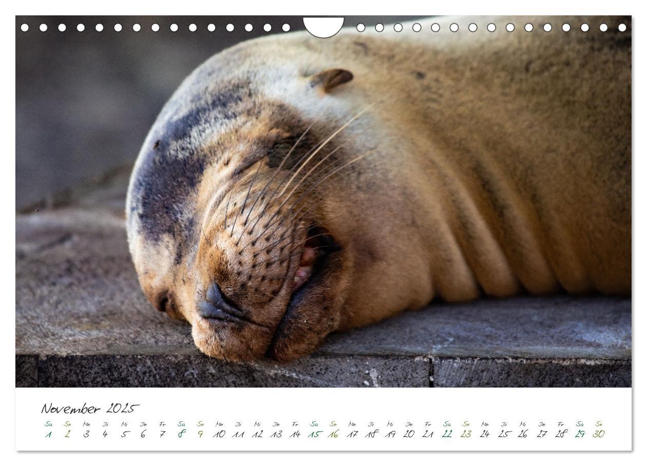 Bild: 9783383854200 | Wildes Galapagos - Die Tiere der Galapagos Inseln (Wandkalender...