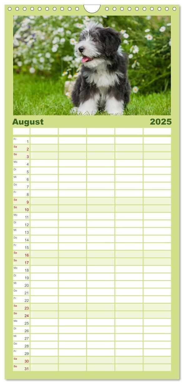 Bild: 9783457119259 | Familienplaner 2025 - Welpen 2025 mit 5 Spalten (Wandkalender, 21 x...