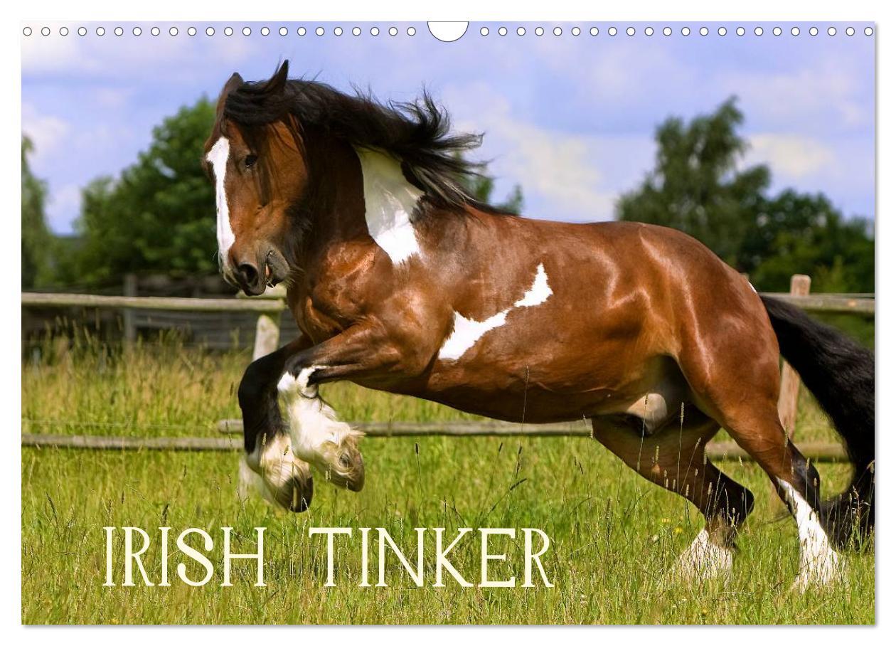 Cover: 9783435747764 | Irish Tinker (Wandkalender 2025 DIN A3 quer), CALVENDO Monatskalender