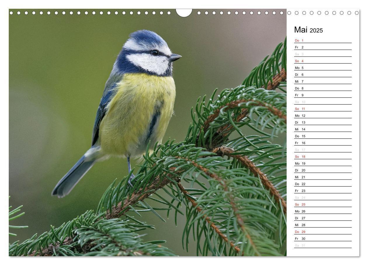 Bild: 9783435544547 | Unsere heimischen Gartenvögel (Wandkalender 2025 DIN A3 quer),...