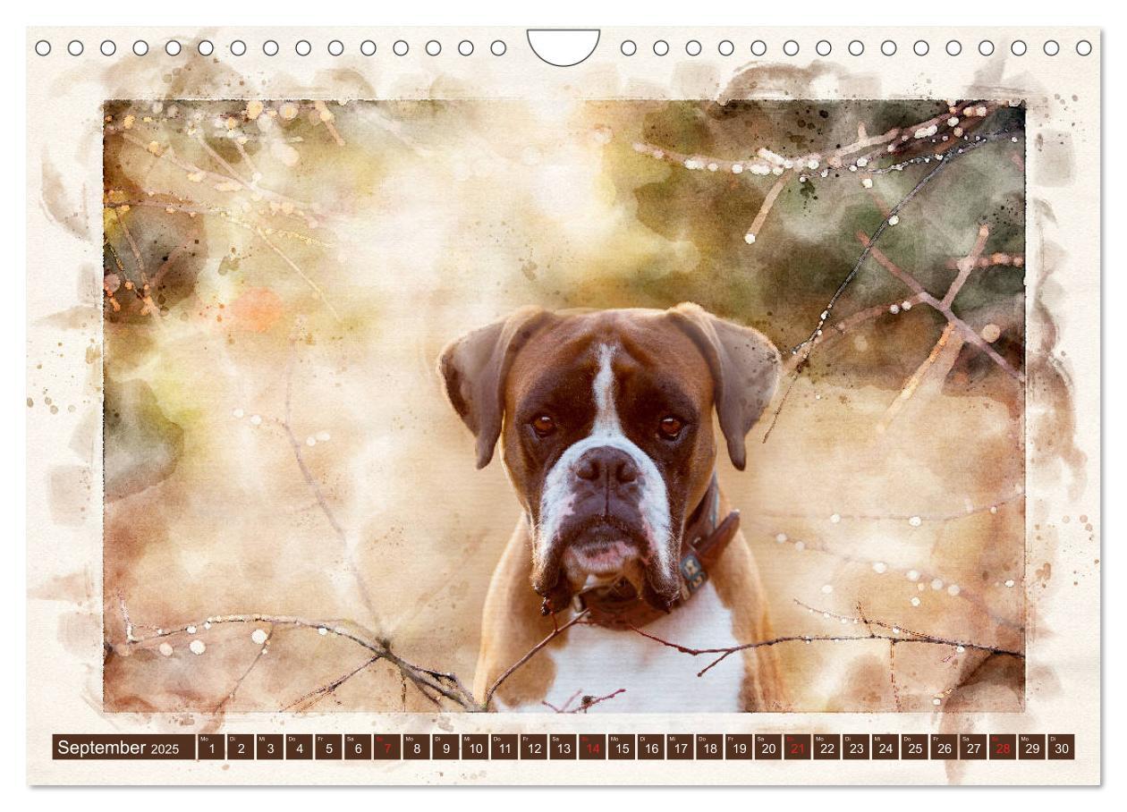 Bild: 9783435134700 | Boxer Photo&amp;Kunst (Wandkalender 2025 DIN A4 quer), CALVENDO...