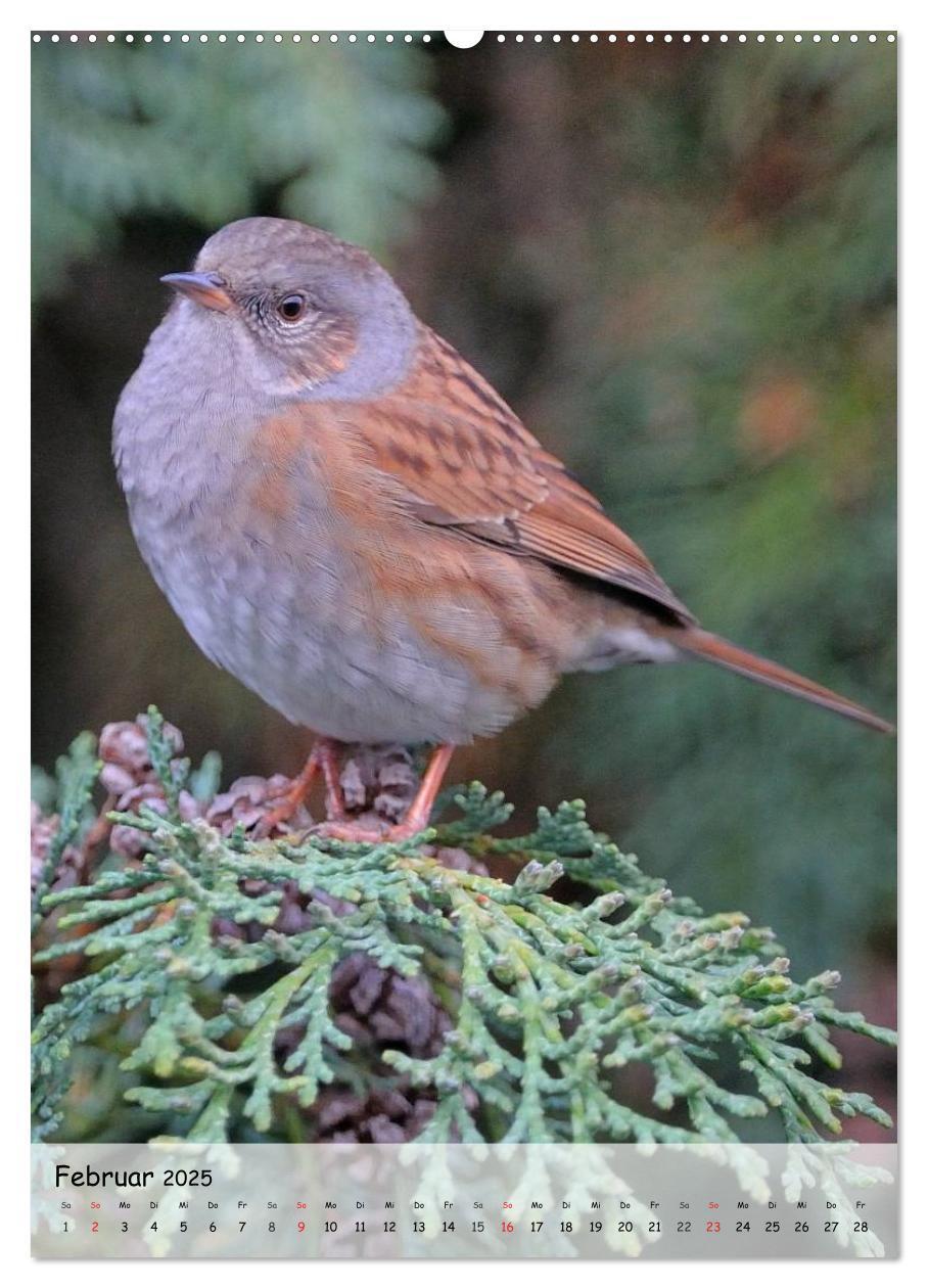 Bild: 9783457019573 | Vögel im heimischen Garten (hochwertiger Premium Wandkalender 2025...