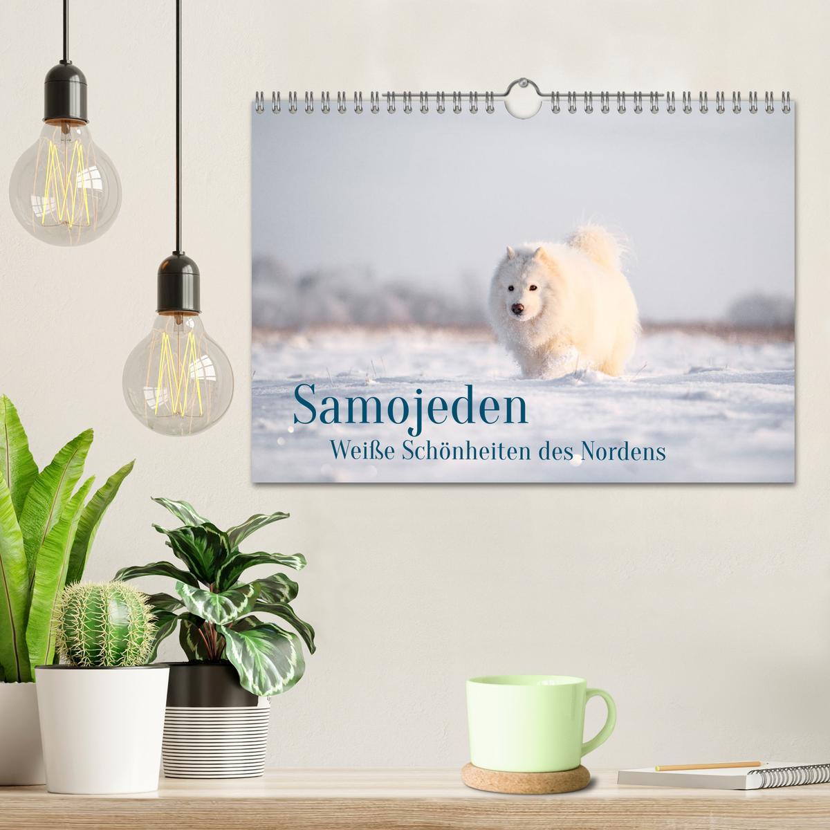 Bild: 9783435477586 | Samojeden - Liebenswerte Fellkugeln (Wandkalender 2025 DIN A4...