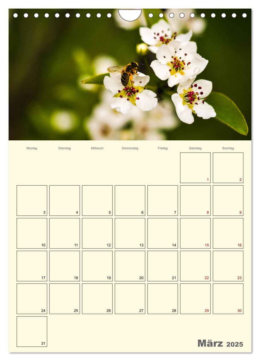 Bild: 9783435958023 | Bienen im Naturgarten (Wandkalender 2025 DIN A4 hoch), CALVENDO...