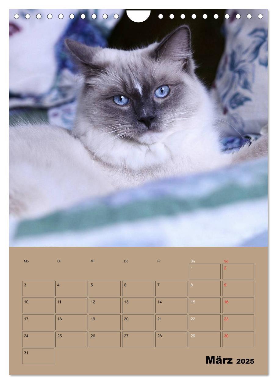 Bild: 9783457013250 | Ragdolls zum Verlieben (Wandkalender 2025 DIN A4 hoch), CALVENDO...