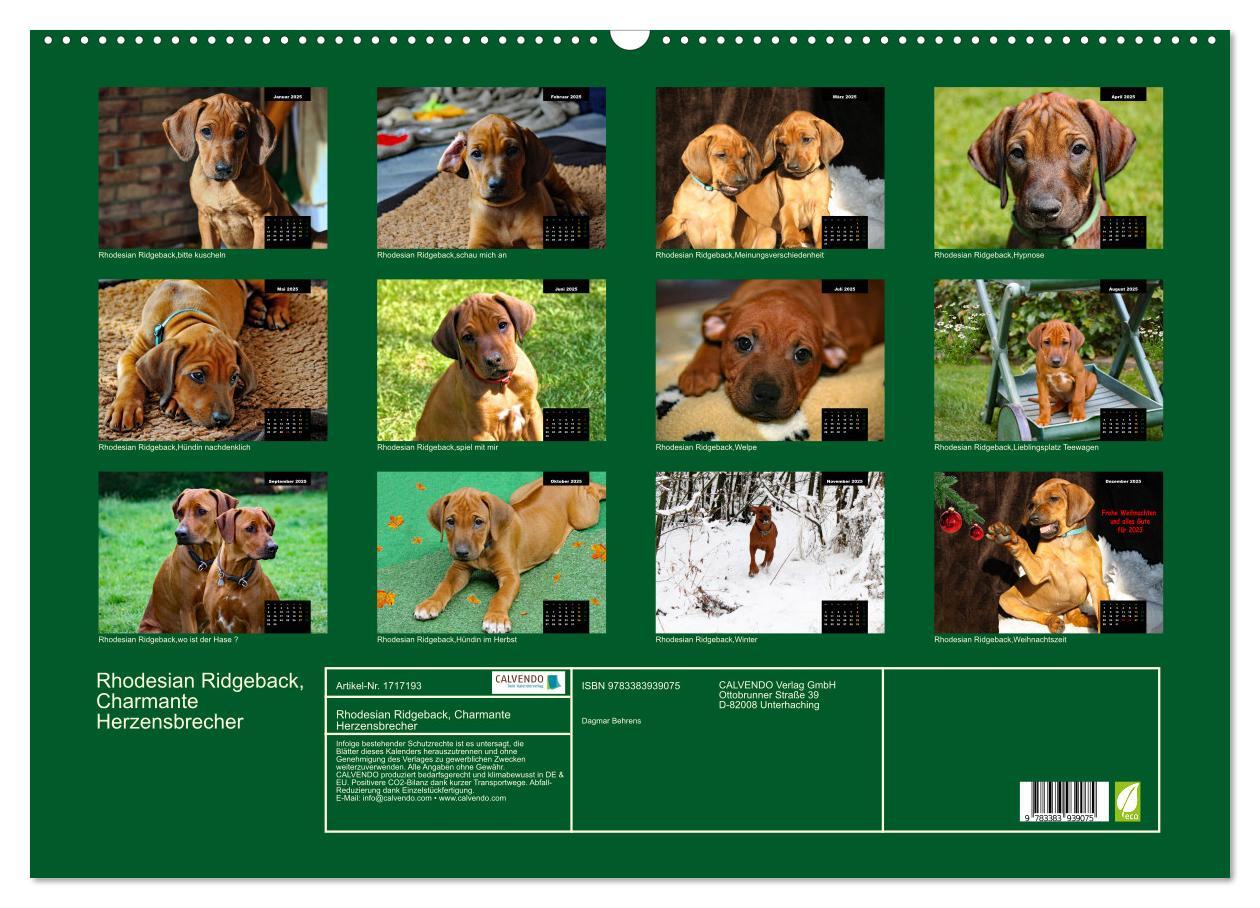 Bild: 9783383939075 | Rhodesian Ridgeback, Charmante Herzensbrecher (Wandkalender 2025...