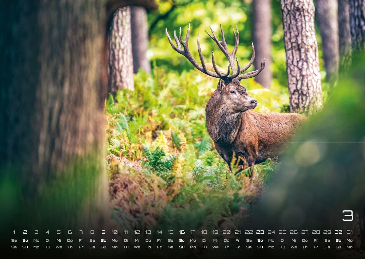 Bild: 9783986734442 | Waldtiere - Heimische Waldbewohner - Der Tierkalender - 2025 -...