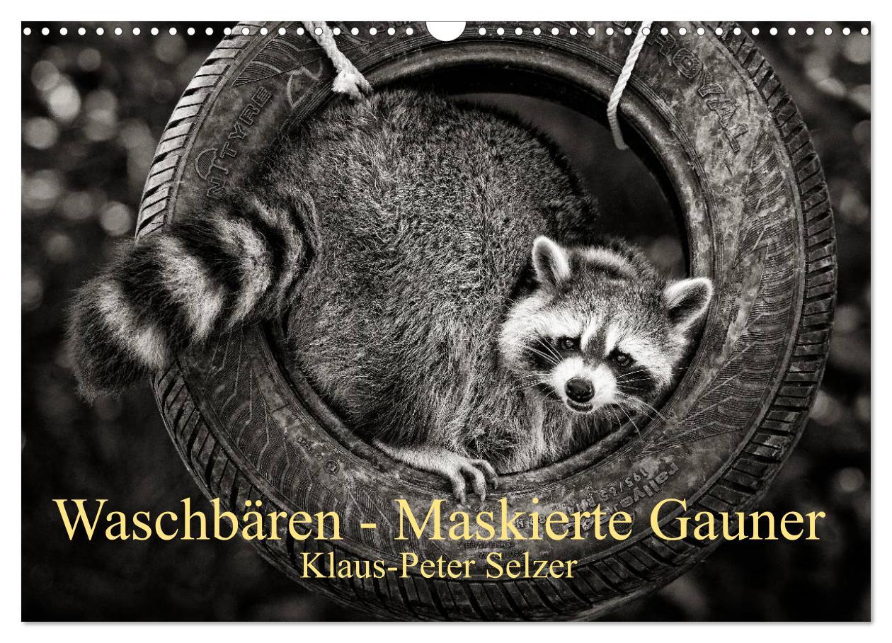 Cover: 9783435587919 | Waschbären - Maskierte Gauner (Wandkalender 2025 DIN A3 quer),...