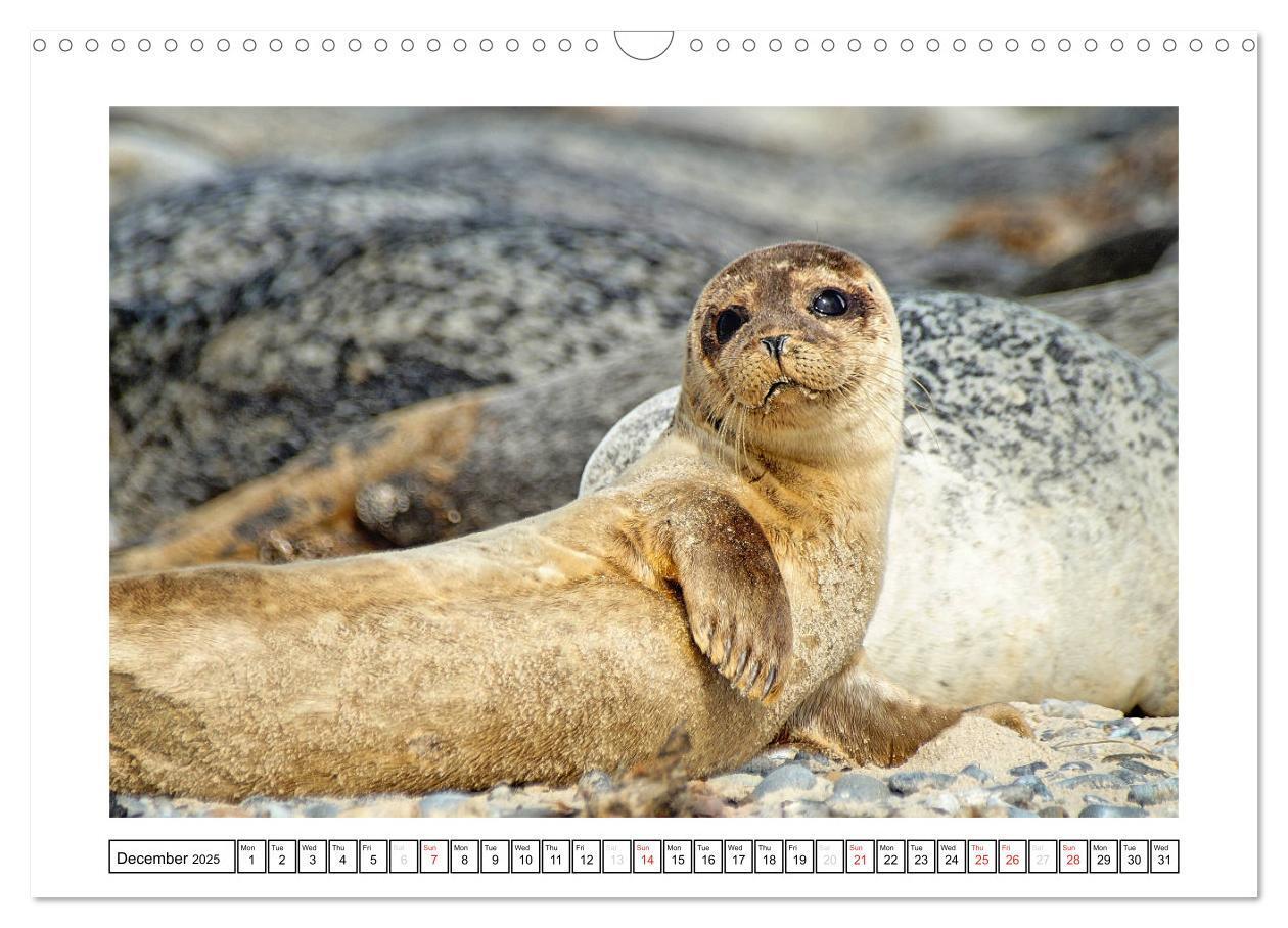 Bild: 9781325938506 | Seals on the Beach (Wall Calendar 2025 DIN A3 landscape), CALVENDO...