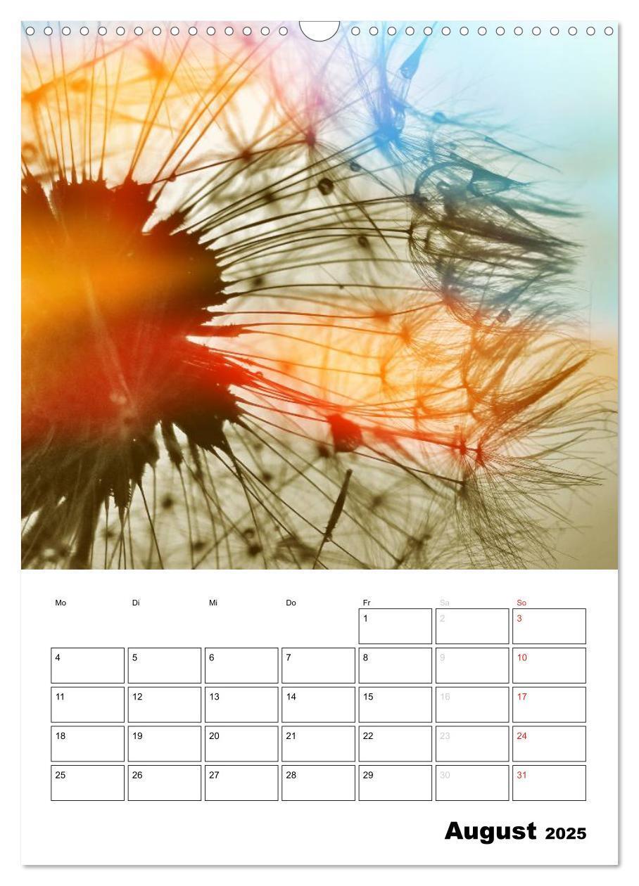 Bild: 9783457068458 | Pusteblumentraum - Dreams of Dandelion (Wandkalender 2025 DIN A3...