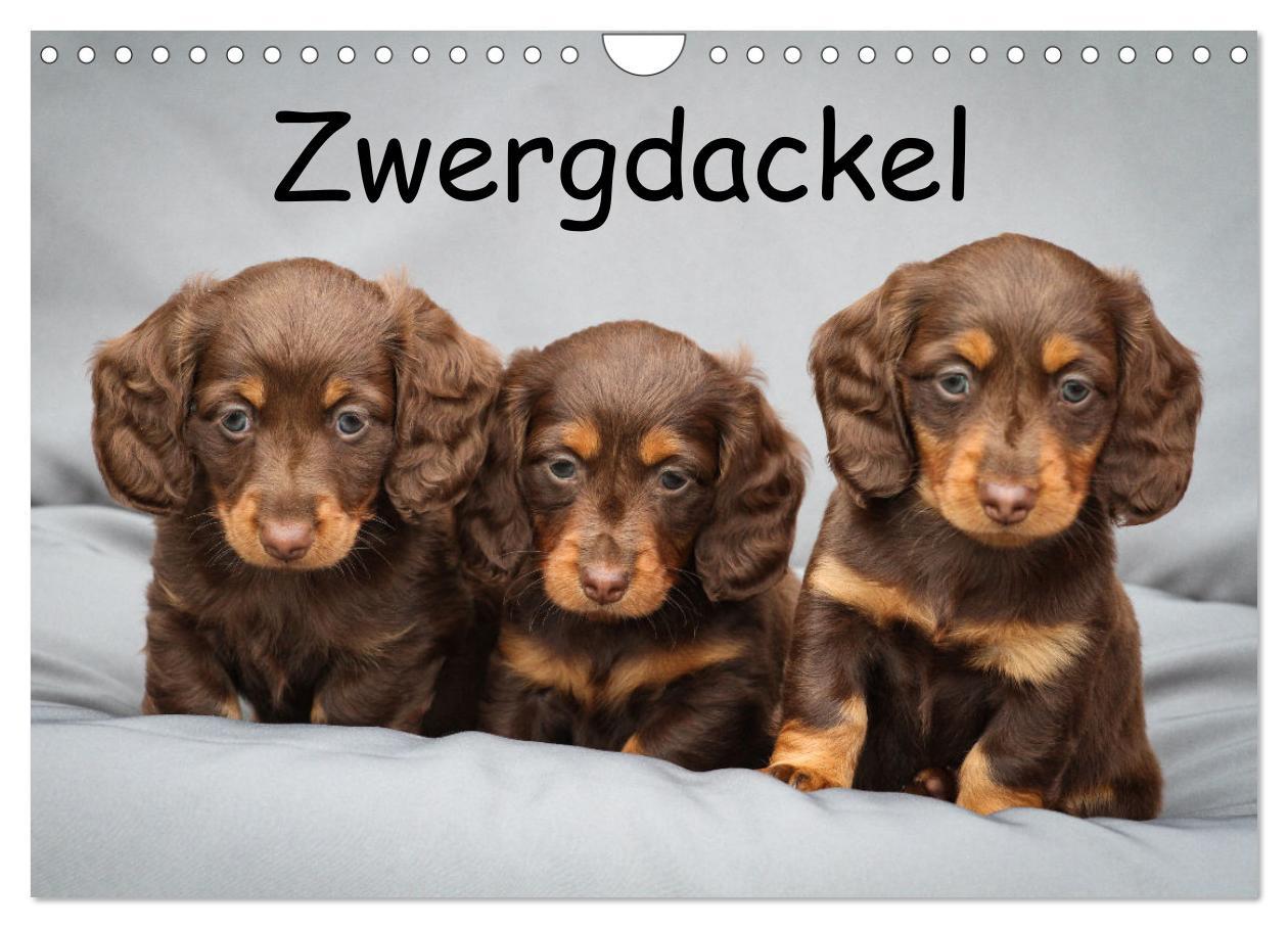 Cover: 9783383865374 | Zwergdackel von Kadi (Wandkalender 2025 DIN A4 quer), CALVENDO...