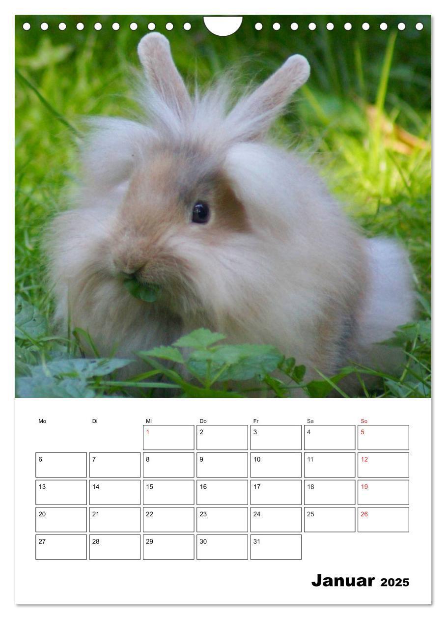 Bild: 9783457013236 | Kaninchen Terminplaner (Wandkalender 2025 DIN A4 hoch), CALVENDO...