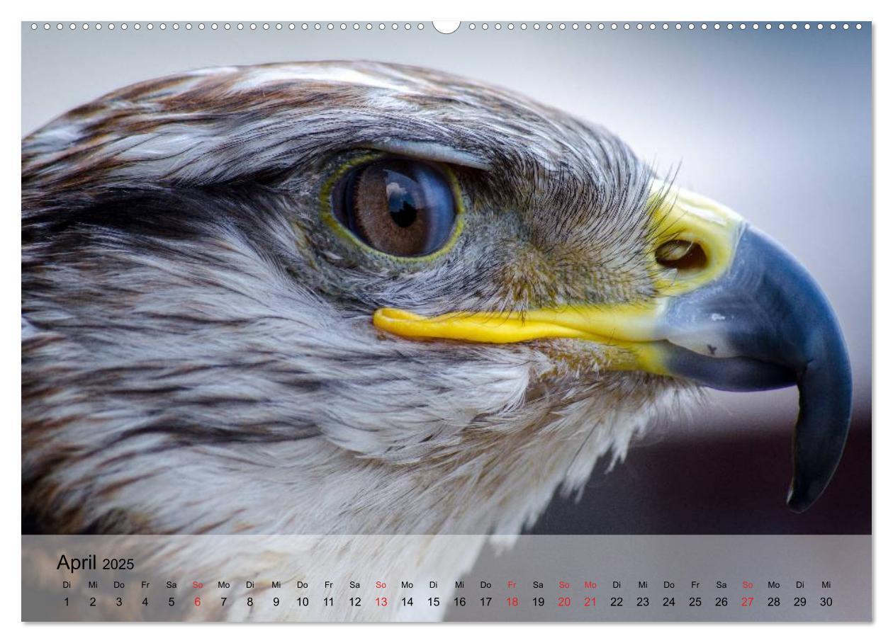 Bild: 9783435650712 | Falken und Greifvögel. Edle Jäger (Wandkalender 2025 DIN A2 quer),...