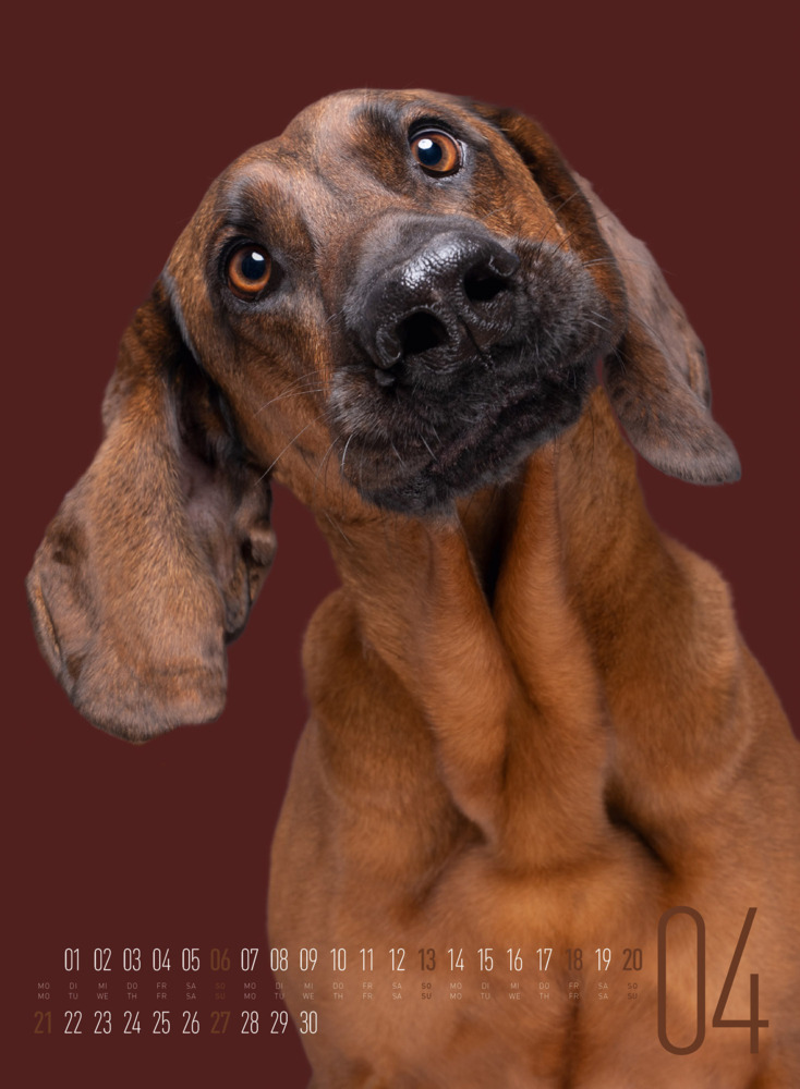 Bild: 9783838425870 | Frei Schnauze - Kalender 2025 | Elke Vogelsang (u. a.) | Kalender