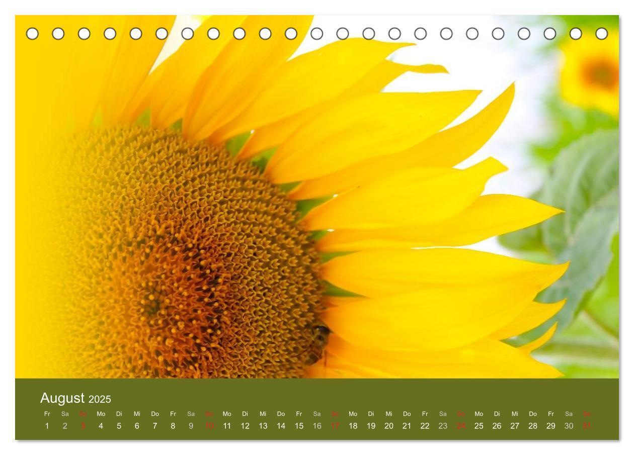 Bild: 9783435798957 | Sonnenblumen - die Blumen der Lebensfreude (Tischkalender 2025 DIN...