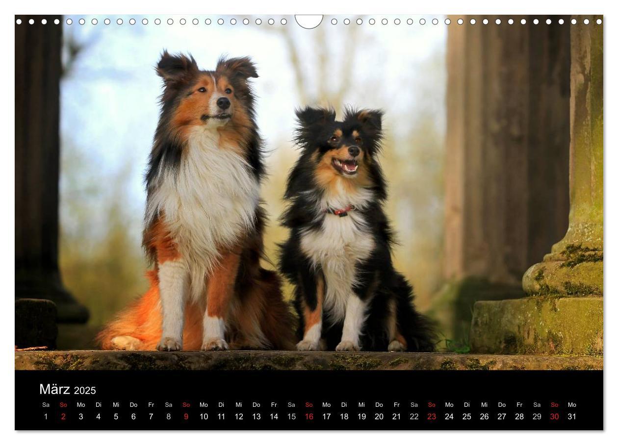 Bild: 9783435752355 | Shelties 2025 (Wandkalender 2025 DIN A3 quer), CALVENDO Monatskalender