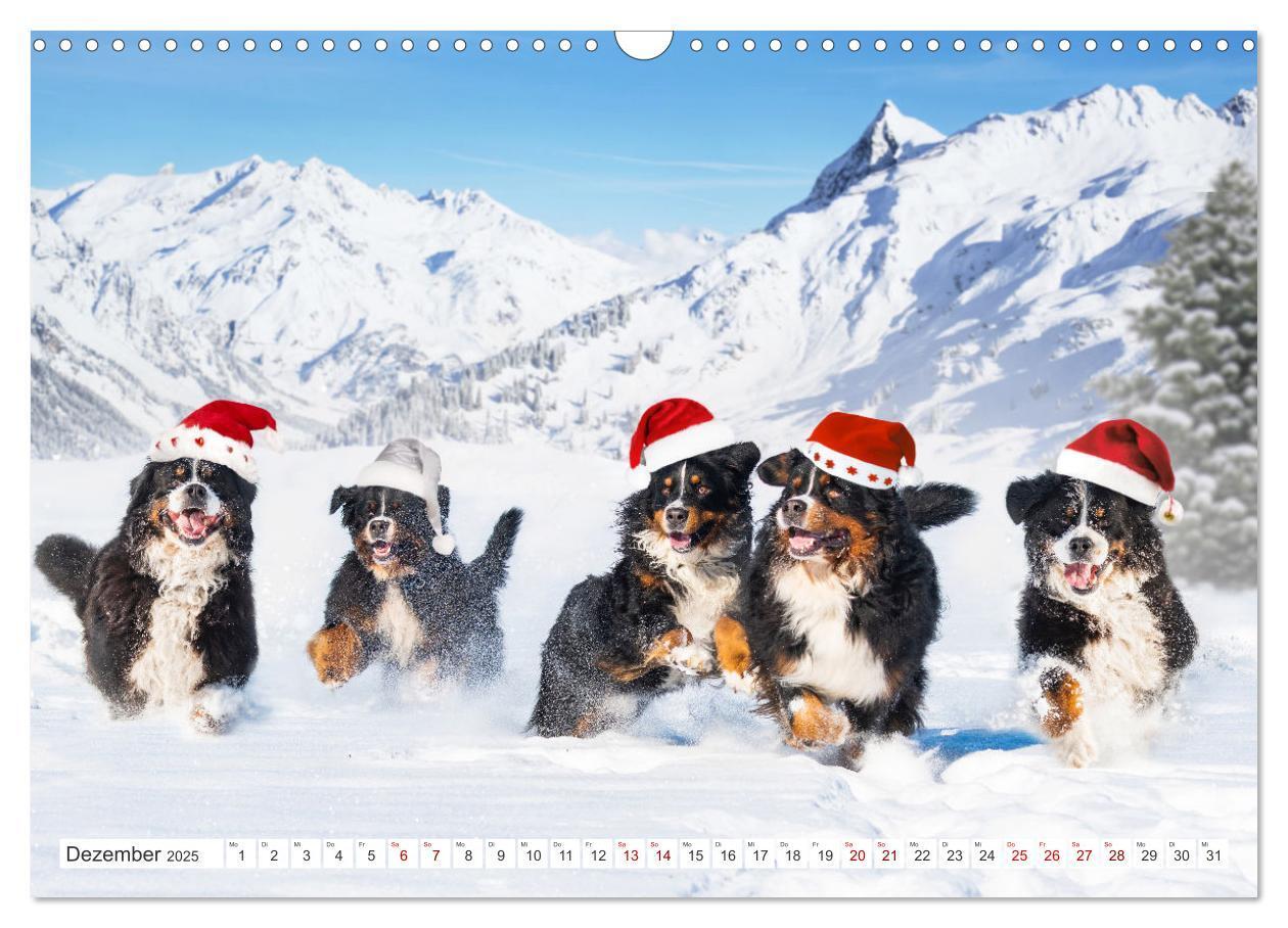 Bild: 9783383847561 | Berner Sennenhund - Ein Freund auf vier Pfoten (Wandkalender 2025...