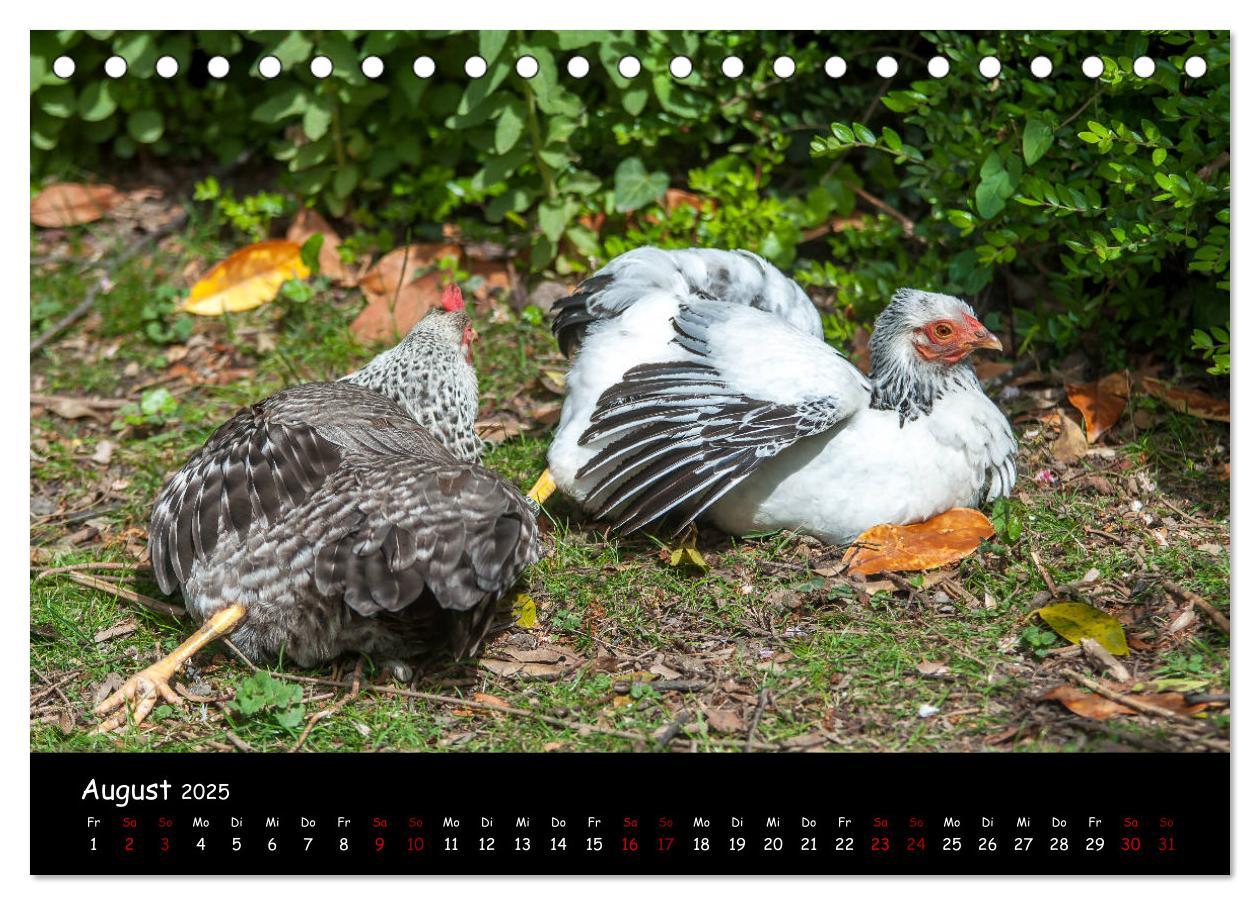 Bild: 9783435448142 | Neues von den Gartenhühnern (Tischkalender 2025 DIN A5 quer),...