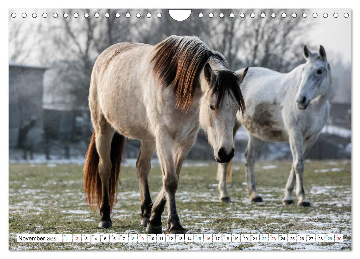 Bild: 9783435172542 | Durch das Jahr mit dem Connemara Pony Holly (Wandkalender 2025 DIN...