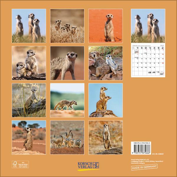 Bild: 9783731875666 | Erdmännchen 2025 | Verlag Korsch | Kalender | 13 S. | Deutsch | 2025