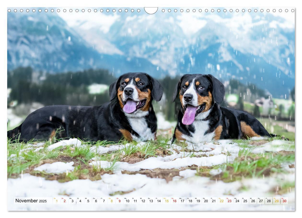 Bild: 9783457198964 | Entlebucher - Temperamentvolle Schweizer Sennenhunde (Wandkalender...