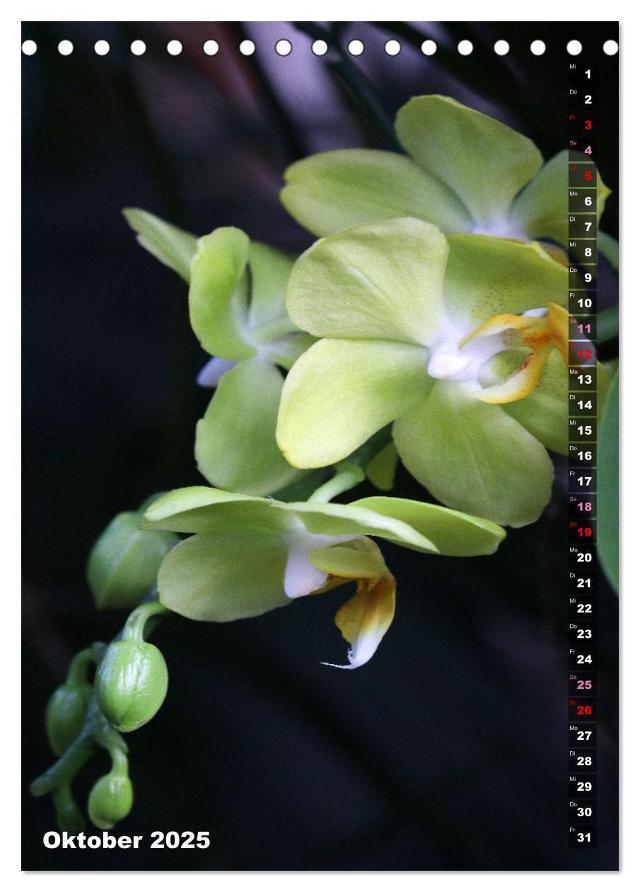 Bild: 9783435843077 | Phalaenopsis - Schöne Schmetterlingsorchideen (Tischkalender 2025...