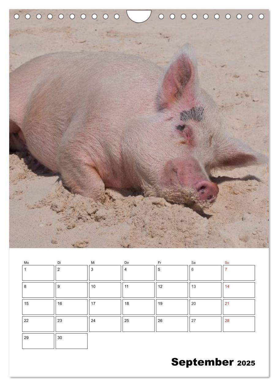 Bild: 9783457024799 | Schweine auf den Bahamas! (Wandkalender 2025 DIN A4 hoch), CALVENDO...