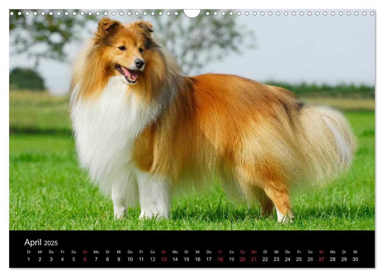 Bild: 9783435768226 | Sheltie 2025 (Wandkalender 2025 DIN A3 quer), CALVENDO Monatskalender