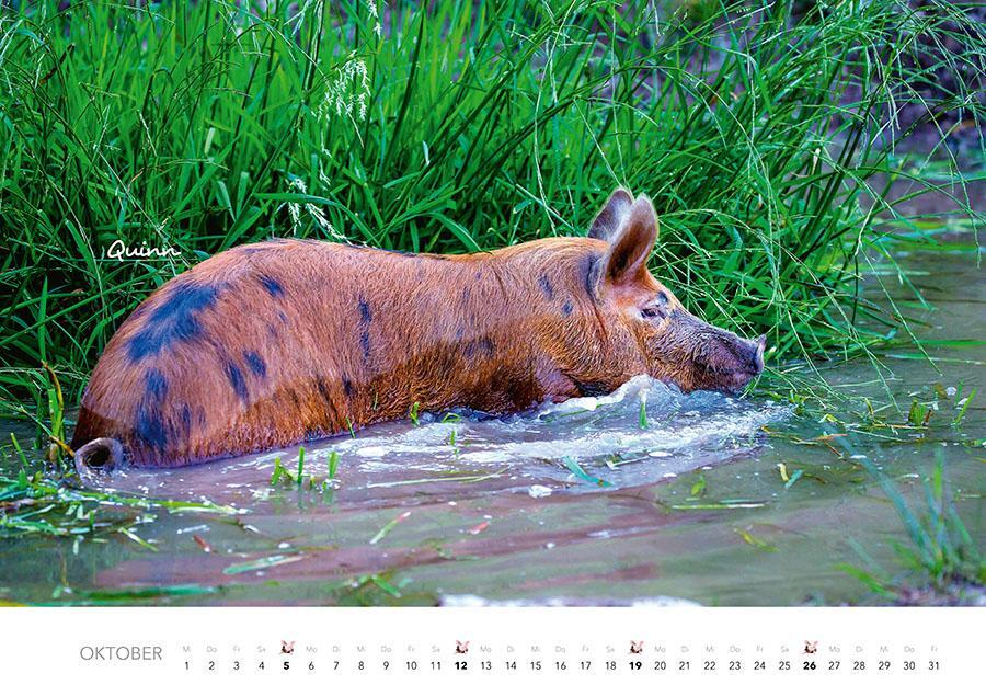 Bild: 9783966648332 | Schweine Kalender 2025 | Der Tierkalender mit den charmanten Namen